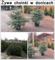 Żywe choinki w donicach Bielsko-Biała