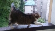 Dwie kotki po śmierci właścicielki. Pilne
