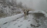 ZAGINĘŁA SUCZKA 03/01
