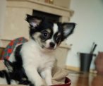 Chihuahua szczeniak, piesek , metrykaZKwP