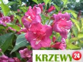 Krzewy żywopłotowe i ozdobne od 1 zł. KRZEWY24.