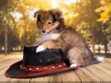 owczarek szetlandzki sheltie