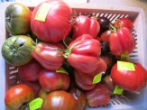 pomidory - 400 odmian ze świata z Rosji Syberii