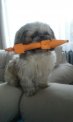 Szukamy suczki Shih Tzu do pokrycia
