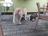 ZNALEZIONO PIESKI, JASIENICA DRZEWIARZ