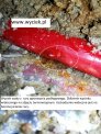 Lokalizacja wycieku wody Bielsko Biała