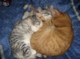 Bella i Rudolf 100% domowe koty do adopcji