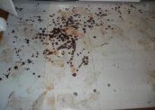Sprzątanie mieszkań  hoteli po zmarłych wypadku