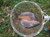 Karp handlowy