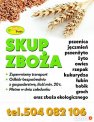 Skup zboża
