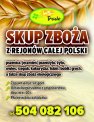 kupię kukurydzę, groch, bobik,