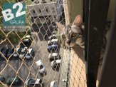 Siatka dla kota siatka balkonowa, siatka na balkon