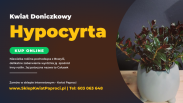 Kwiat w doniczce Całusek - Hypocyrta