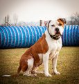 Amstaff, młoda suczka  ast, ttb do adopcji