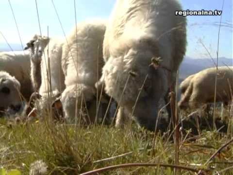 Owce schodzą z hal
