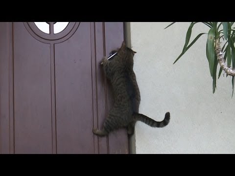 Kotek otwiera sam drzwi