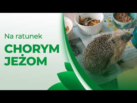 NA POMOC BEZBRONNYM JEŻOM. Gdy natura potrzebuje pomocy człowieka