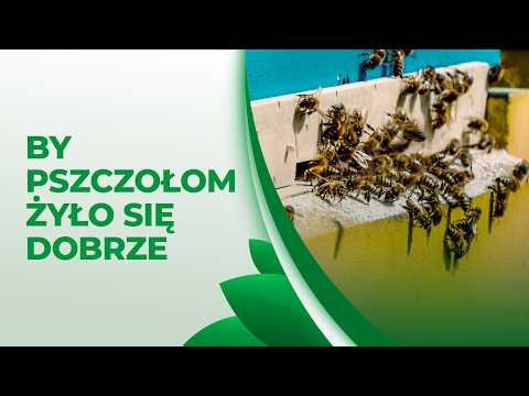 PSZCZOŁY TO ŻYCIE, a w tej pasiece uczy się o tym dzieci. Szlachetna misja „Beskidzkich Trutni”