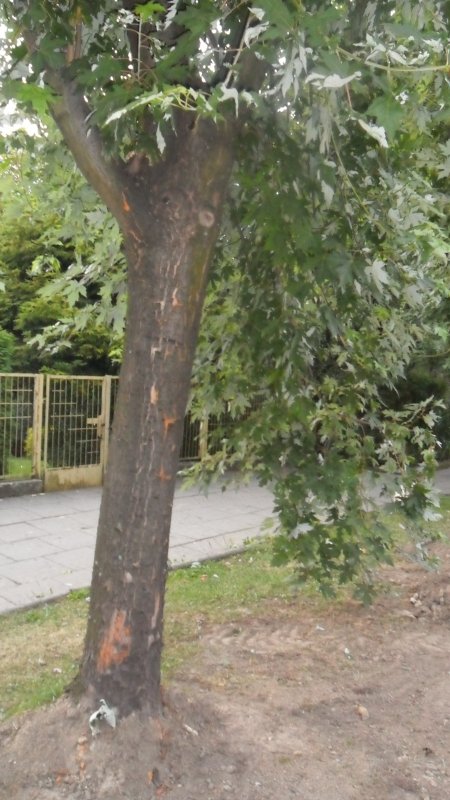 Szczere słowa o drzewach bez znieczulenia