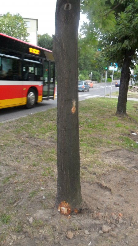 Szczere słowa o drzewach bez znieczulenia