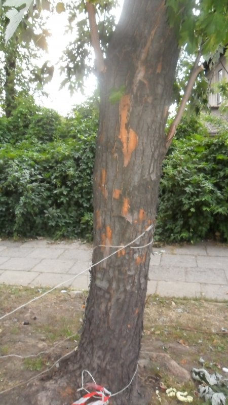 Szczere słowa o drzewach bez znieczulenia
