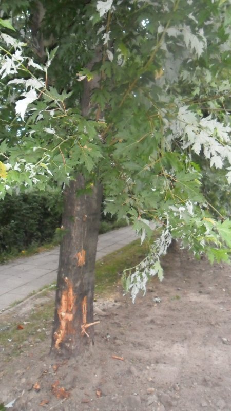 Szczere słowa o drzewach bez znieczulenia