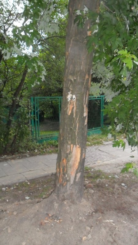 Szczere słowa o drzewach bez znieczulenia