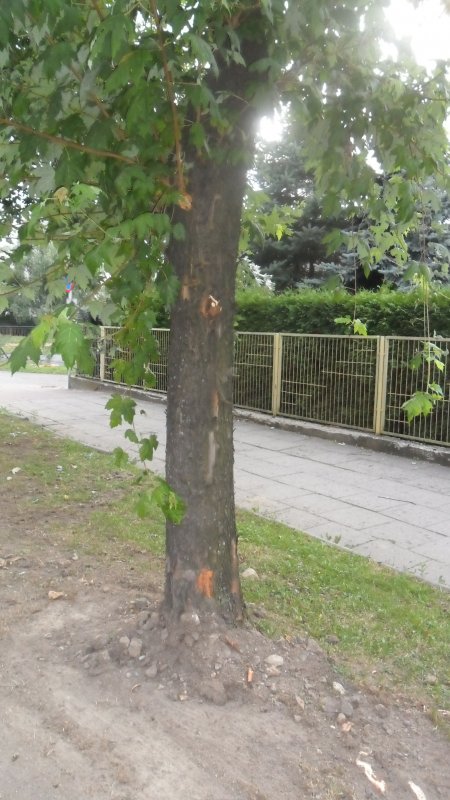 Szczere słowa o drzewach bez znieczulenia