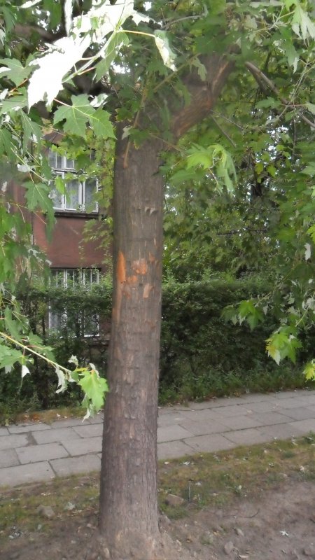 Szczere słowa o drzewach bez znieczulenia