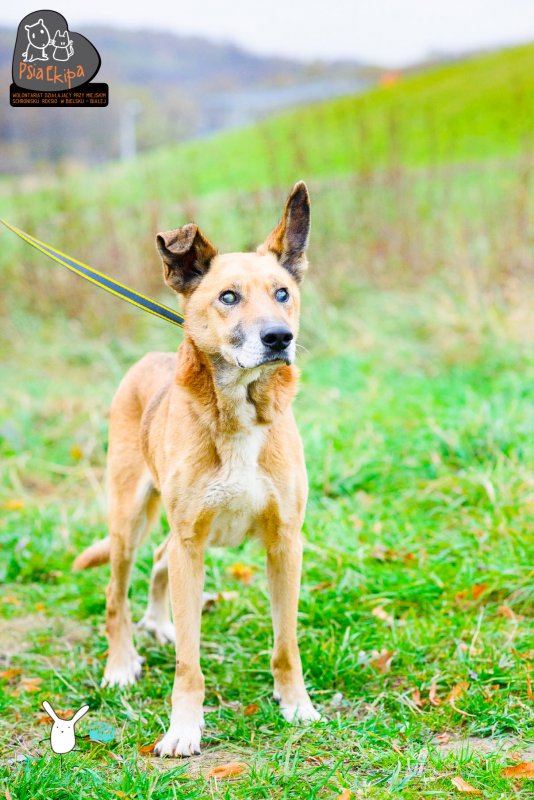Kto zaopiekuje się niewidomym Lemonem?