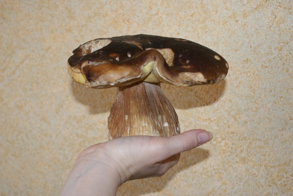 Wyjątkowy wysyp grzybów