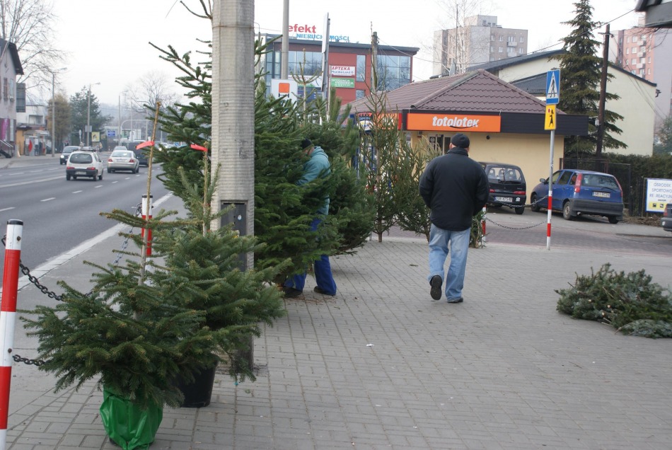 Choinki po przystępnej cenie?