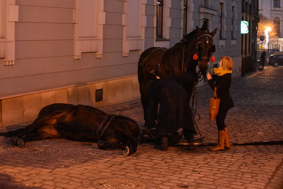 Tylko konia żal