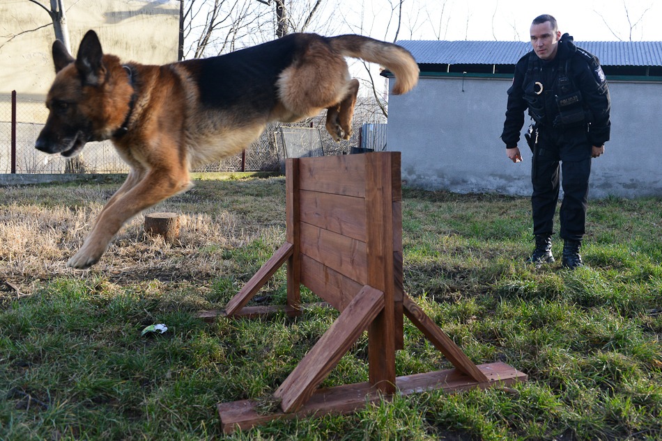 Psy na bandytów