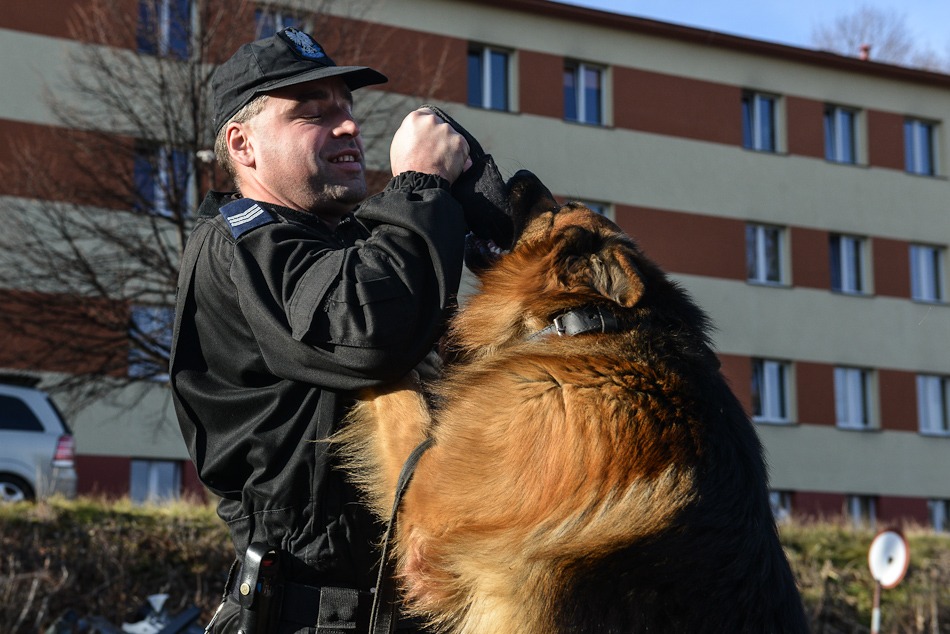 Psy na bandytów