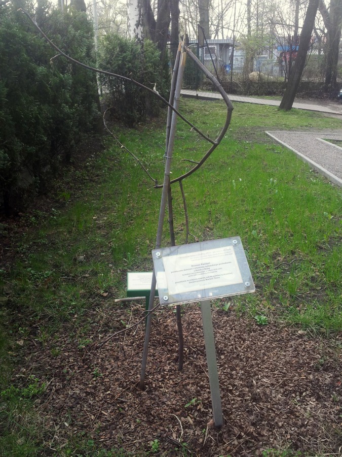 Złamana pamięć - foto