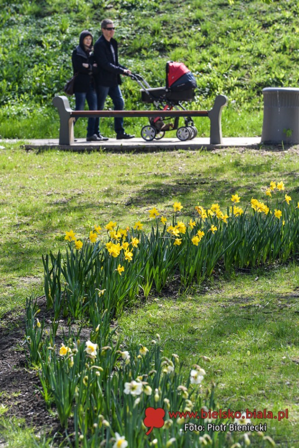 Park Słowackiego w kwiatach