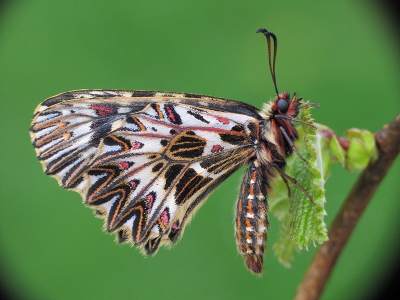 Motyl wrócił do Wapienicy