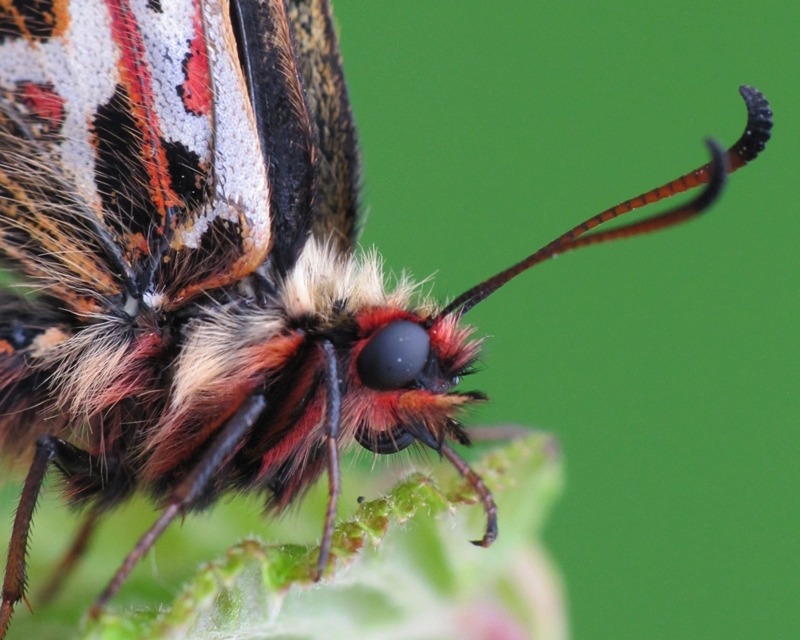 Motyl wrócił do Wapienicy