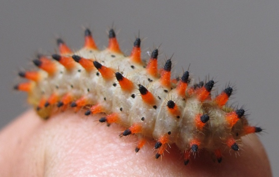 Motyl wrócił do Wapienicy