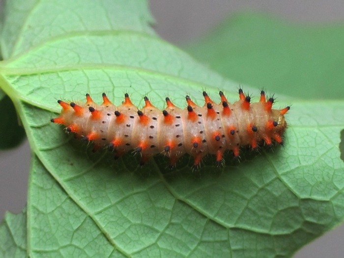 Motyl wrócił do Wapienicy