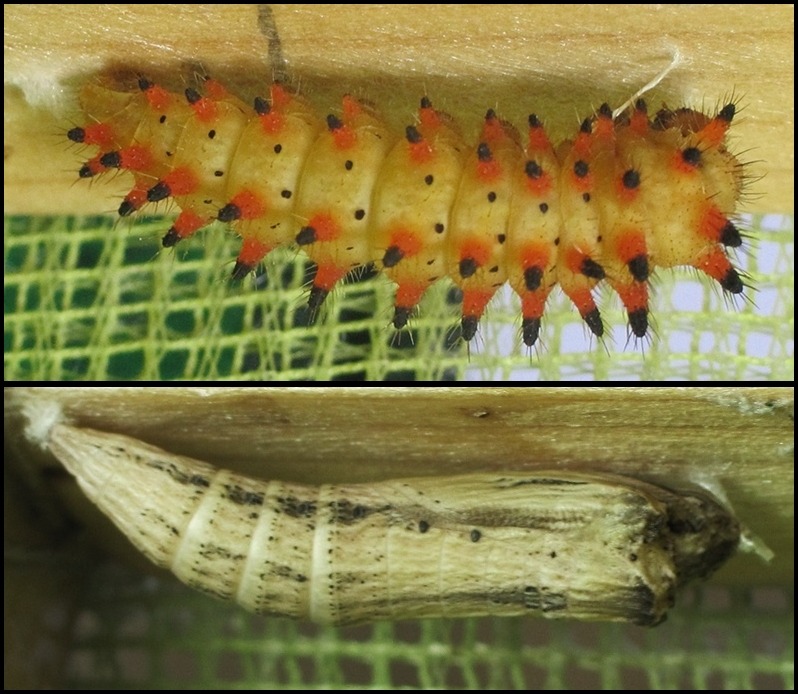 Motyl wrócił do Wapienicy