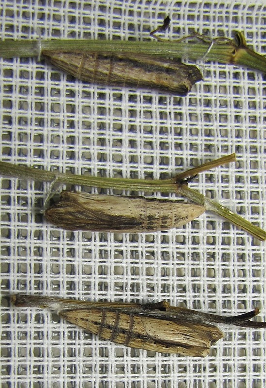 Motyl wrócił do Wapienicy
