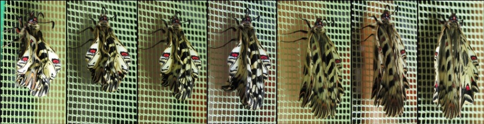 Motyl wrócił do Wapienicy