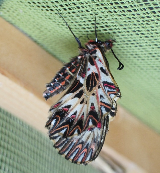 Motyl wrócił do Wapienicy