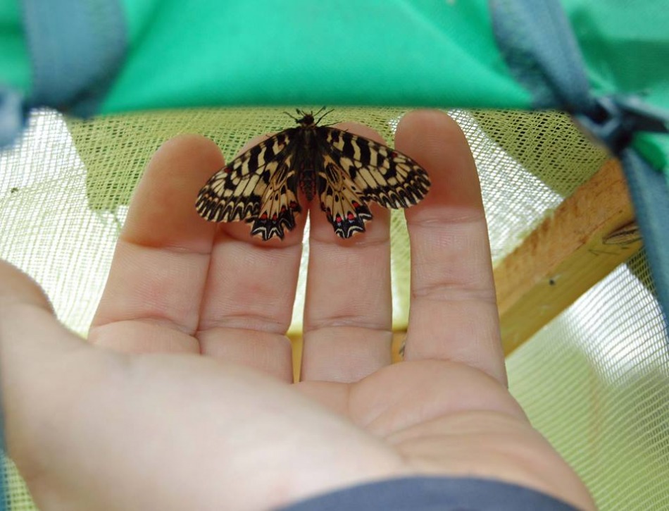 Motyl wrócił do Wapienicy