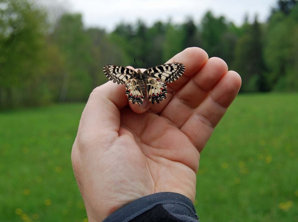 Motyl wrócił do Wapienicy