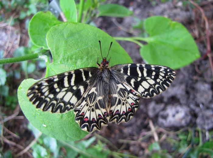 Motyl wrócił do Wapienicy