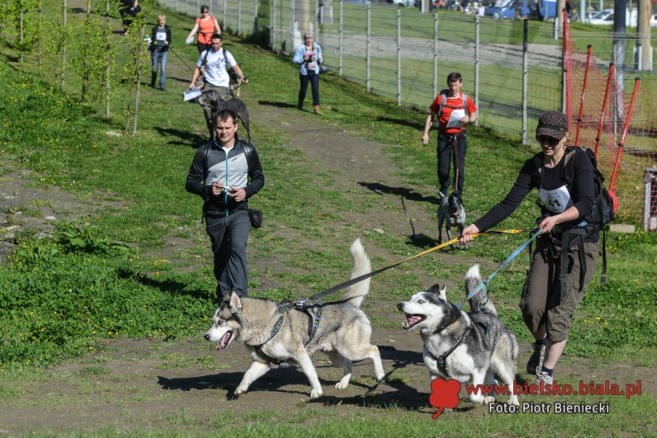 Wyścig z psami