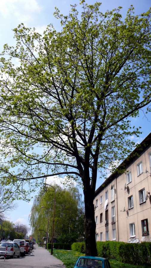 Mieszkańcy żądają wycinki